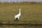 Beautiful Critically Endangered Whooping Cranes