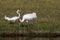 Beautiful Critically Endangered Whooping Cranes