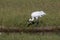 Beautiful Critically Endangered Whooping Cranes