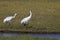 Beautiful Critically Endangered Whooping Cranes