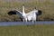 Beautiful Critically Endangered Whooping Cranes