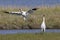 Beautiful Critically Endangered Whooping Cranes
