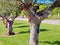 Beautiful crochet trees in Silves in Portugal