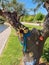 Beautiful crochet trees in Silves in Portugal