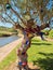 Beautiful crochet trees in Silves in Portugal