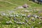 Beautiful crocus alps wild flower blooming on Alps