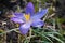 Beautiful crocus flower decorates the beautiful nature of the field