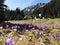 Beautiful Crocus flower in the mountain