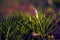 Beautiful crocus flower shot with a macro lens up close with a small spider web on the tip of the petals