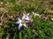 Beautiful crocus leaved romulea, romulea bulbocodium, spring flower on the grass in the forrest
