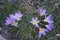 Beautiful Crocus sieberi subsp. sublimis \\\'Tricolor\\\' in the garden in March. Berlin, Germany