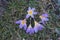 Beautiful Crocus sieberi subsp. sublimis \\\'Tricolor\\\' in the garden in March. Berlin, Germany