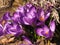 Beautiful crocus, springtime concept