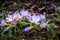 Beautiful crocus surrounded by moss and blooming in spring