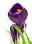 Beautiful crocus on white background - fresh spring flowers. selective focus