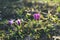 Beautiful crocuses blooming close up in warm sunshine. Hello Spring. Wild purple Crocus heuffelii growing in garden or forest.