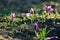 Beautiful crocuses blooming close up in warm sunshine. Hello Spring. Wild purple Crocus heuffelii growing in garden or forest.