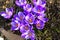 Beautiful crocuses blooming in an urban botanical garden