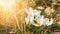 Beautiful crocuses flower growing on the dry grass, the first sign of spring. Seasonal easter sunny natural background.