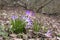 Beautiful Crocuses in the forest in springtime. Detail of the blossoms