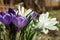 Beautiful crocuses in garden. Spring season