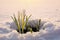 Beautiful crocuses growing through snow. Spring flowers