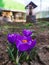 Beautiful crocuses under the spring sun