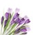 Beautiful crocuses on white background. Spring flowers