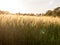 Beautiful crop fields closing up in the setting sunlight over th