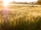 Beautiful crop fields closing up in the setting sunlight over th