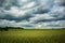 A beautiful crop grain field in the middle of summer.