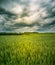 A beautiful crop grain field in the middle of summer.