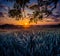 A beautiful crop grain field in the middle of summer.