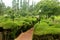 Beautiful cropped plants in the kodaikanal chettiyar park.