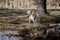 Beautiful crossbreed female dog standing next to a pond in autumn