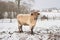 Beautiful crossbreed young cow in winter during snowing. The breed is Salers and Charolais