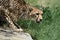 Beautiful Crouching Cheetah Cat with Dark Spots on his Coat