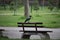 Beautiful crow on the bench