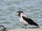 Beautiful crow bird on lake coast, Lithuania