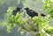 Beautiful crow nad two love birds