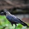 A beautiful crow sitting on a roof