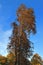 Beautiful crown of a tree taken in autumn