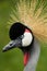 Beautiful crowned crane
