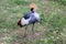 The beautiful crowned crane bends down and brightly green grass. A crowned crane.