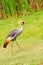 Beautiful crowned crane bird