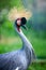 Beautiful crowned crane with blue eye and red wattle