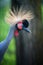 Beautiful crowned crane with blue eye and red wattle