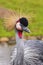 Beautiful crowned crane strutting across the meadow