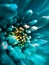 Beautiful crysanthemum flower macro photography using mobile phone