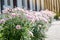 Beautiful crysanthemum flowers on flowerbed at garden.